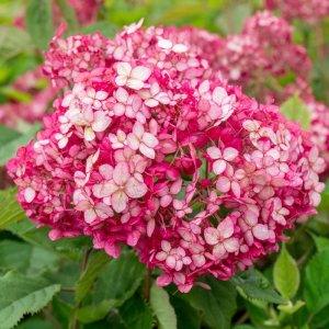 Hortenzia stromčekovitá (Hydrangea arborescens) ‘RUBY ANNABELLE’® Proven Winners® - výška 40-50 cm, kont. C3L 